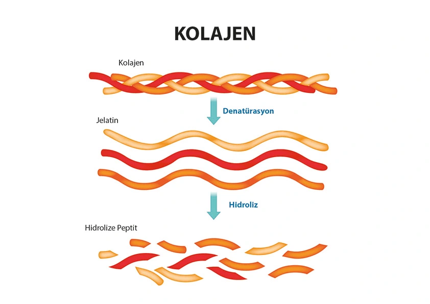 What Is Hydrolyzed Collagen (Peptide Collagen)?